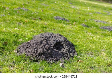 Mole Hole In A Grass Field.