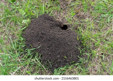 Mole ground Stock Photos, Images & Photography | Shutterstock