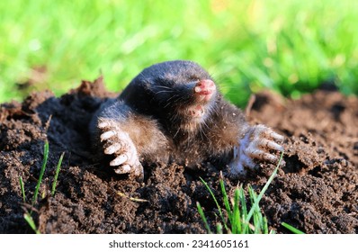 Mole in a molehill in the garden. Talpa europaea.