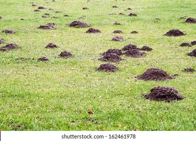 Mole Mound In The Sports Stadium