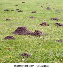 Mole Mound In The Sports Stadium