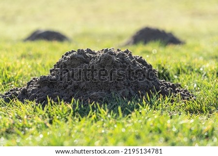 Mole mound (Talpa europaea) in a green meadow in springtime