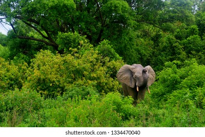 Mole National Park, Ghana