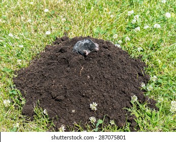 Mole Poking Out Of Mole Mound On Grass