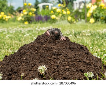 Mole Poking Out Mole Mound On Stock Photo 287080499 | Shutterstock