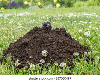 Mole Poking Out Of Mole Mound On Grass