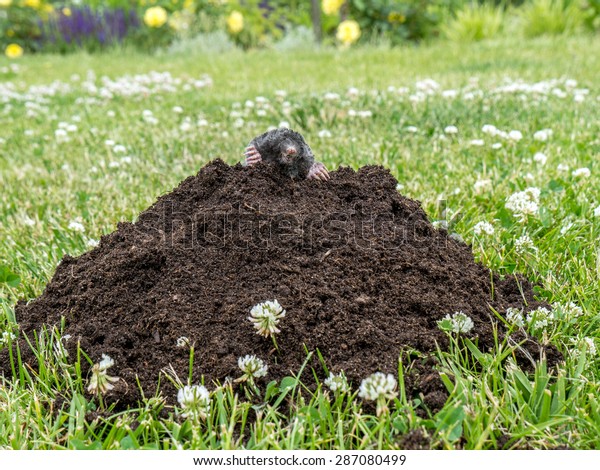 Mole Poking Out Mole Mound On Stock Photo 287080499 | Shutterstock