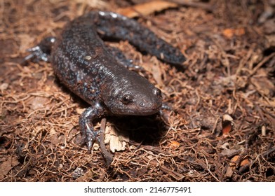 Mole Salamander Body Macro Portrait