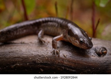 Mole Salamander On Log With Green