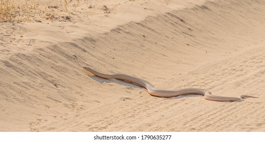 Mole Snake Hd Stock Images Shutterstock