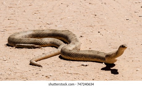 Mole Snake Hd Stock Images Shutterstock