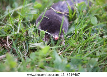 Mole (Talpa europaea): a common european mole in short grass