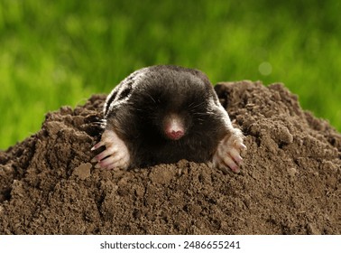 Mole, Talpa europaea, crawling out of brown molehill on green grass. 