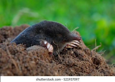 Mole, Talpa europaea, crawling out of brown molehill, green grass in background. Animal from garden.