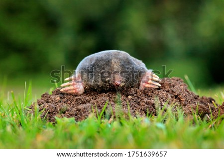 Mole, Talpa europaea, crawling out of brown molehill, green grass in background. Animal from garden. Mole in the nature habitat. Detail portrait of underground black animal. Wildlife nature, Czech Rep
