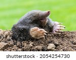 Mole, Talpa europaea, making mole hill and damaging beautiful lawn and flower garden.