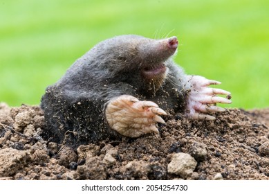 Mole, Talpa europaea, making mole hill and damaging beautiful lawn and flower garden. - Shutterstock ID 2054254730