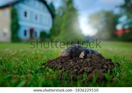 Mole, urban wildlife. Mole in garden with house in background. Mole, Talpa europaea, crawling out of brown molehill, green grass. Wide angle lens with cute animal, garden wildlife.