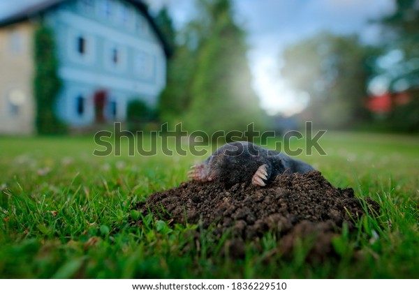 Mole, urban\
wildlife. Mole in garden with house in background. Mole, Talpa\
europaea, crawling out of brown molehill, green grass. Wide angle\
lens with cute animal, garden\
wildlife.