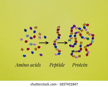Molecular model of amino acids, peptide, and protein. Protein structure levels from free amino acids to peptide, and protein. Amino acids, peptide, and protein made of colorful pieces crystal beads.