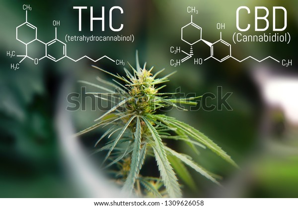 Molecular Structure Medical Chemistry Formula Cannabis Stock Photo ...