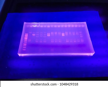 Molecular Technique Agarose Gel Elctrophoresis For DNA Sample