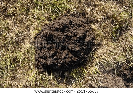 Molehill in the grass in close up