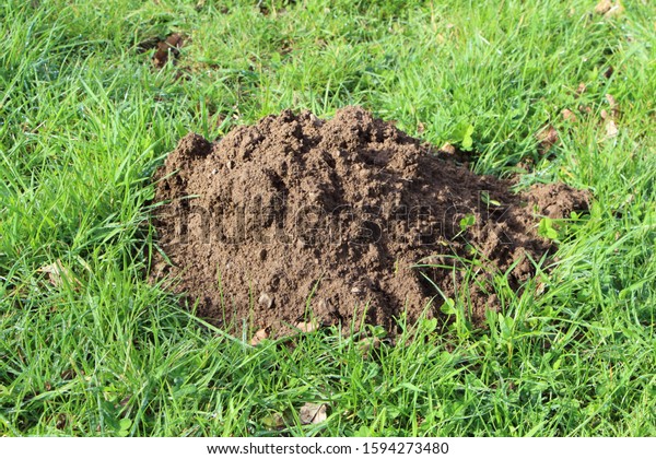 Molehill in the grass of a garden