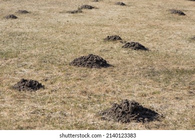 Molehill Or Mole-hill, Mole Mound On Garden Meadow.