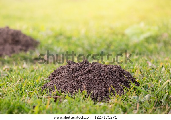 Molehills. Damaged lawn it is result of European\
Mole activity. This pest is also known as Talpa Europaea. Copy\
space for text