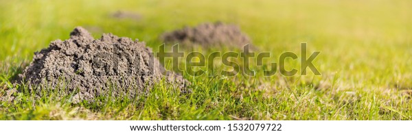 Molehills on lawn in the garden. Damaged lawn.\
Damaged lawn. Activity of European Mole pest. Also known as Talpa\
Europaea. Banner\
format