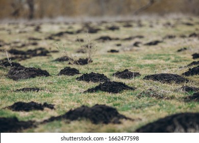 Molehills On The Lawn In The Yard. Damaged Lawn. Pest Control.