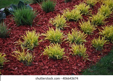 Molinia Caerulea 'Variegata' On The Flowerbed, Sprinkler With Red Dyed Mulch. Ornamental Plants For Landscaping.