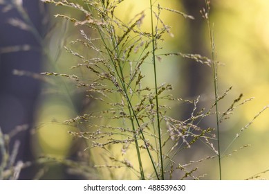 Molinia (moor Grass)