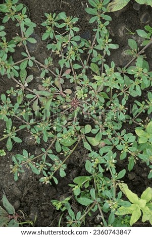 Mollugo verticillata (green carpetweed, Indian chickweed, Devil's Grip, Whorled Chickweed). This plants have historically been utilized as vegetables or for medicinal benefits
