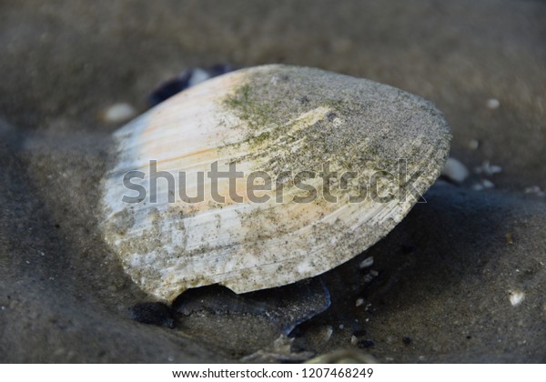 Mollusc Shells Filmed On Beach Stock Photo 1207468249 | Shutterstock