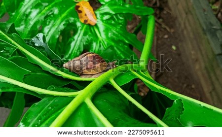 Mollusca Gastropoda or Snail on the green leaf in the garden.