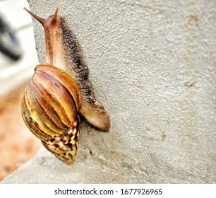 Mollusca Snail Walking Up Pillar Cement Background