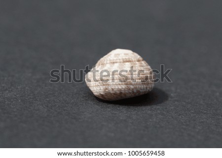 molluscan sea shells