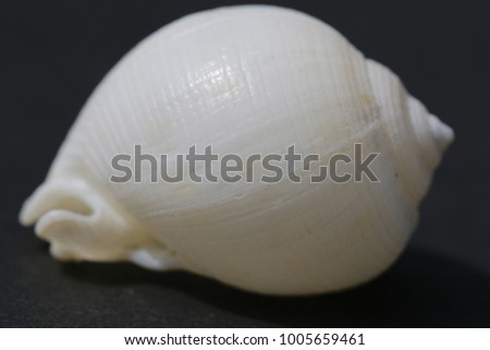 molluscan sea shells