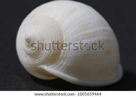 molluscan sea shells