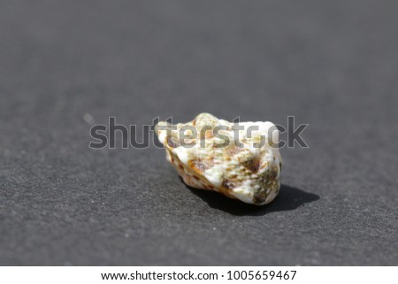 molluscan sea shells