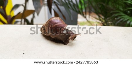 Molluscs Gastropoda brown Snail picture