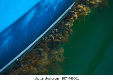Molluscs, overgrown ship bottom. Shellfish on the hull of the ship.