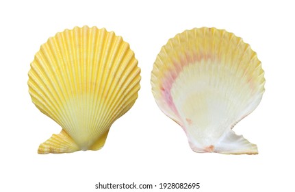 Mollusk Sea Shells Isolated On White Background