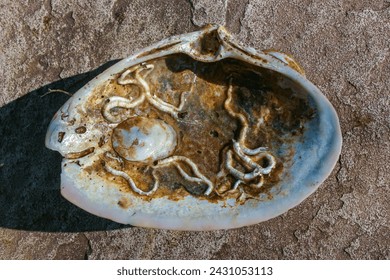 Mollusks Crepidula (Gastropoda) attached to the shell on the sandy shore of a beach near Brighton Beach, USA 