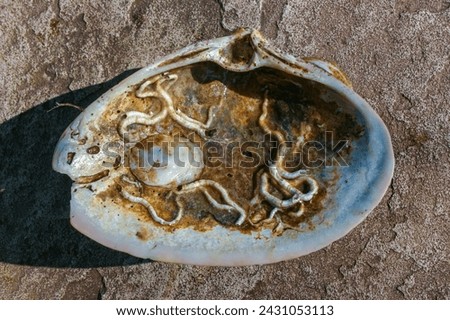 Mollusks Crepidula (Gastropoda) attached to the shell on the sandy shore of a beach near Brighton Beach, USA 
