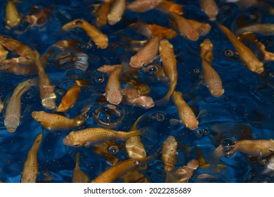 Molly Creamsicle (Poecilia Sphenops) Feeding At The Surface Of Blue Fish Tank In An Ornamental Fish Farming Facility Located In Chile