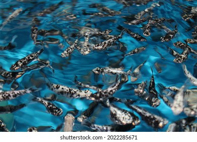 Molly Dalmation(Poecilia Sphenops) Feeding At The Surface Of Blue Fish Tank In An Ornamental Fish Farming Facility Located In Chile