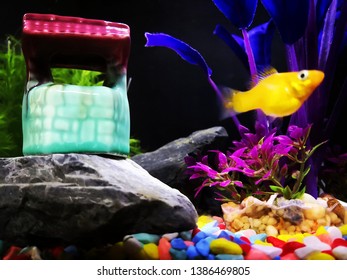 Molly Fish Swimming By In Colourful Backdrop